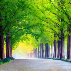Nami Island Tour from Seoul_04_zentra_tours