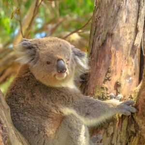 Phillip Island_01_zentra_tours