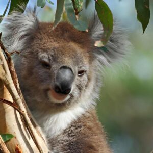 Phillip Island_02_zentra_tours