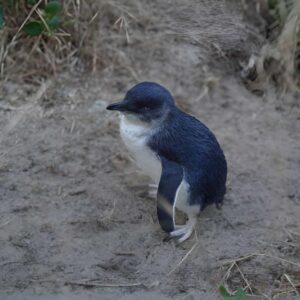 Phillip Island_03_zentra_tours