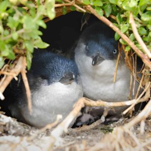 Phillip Island_04_zentra_tours