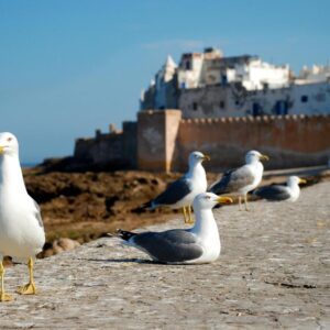 essaouira-1953633_1920_zentra_tours