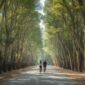 Nami Island-1