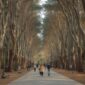 Nami Island Tour